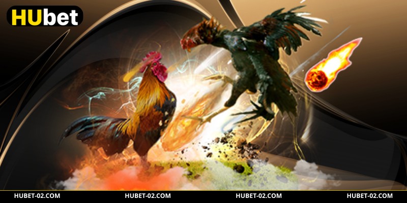 3 bước tận hưởng trận đá gà peru tại HUBET