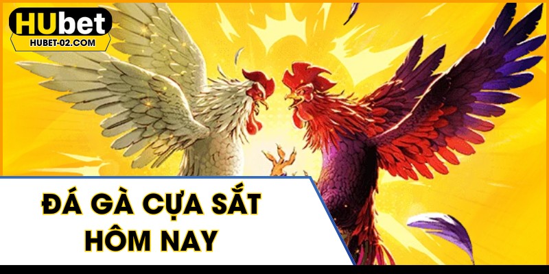 da ga cua sat hom nay tran dau so tai nay lua tai hubet