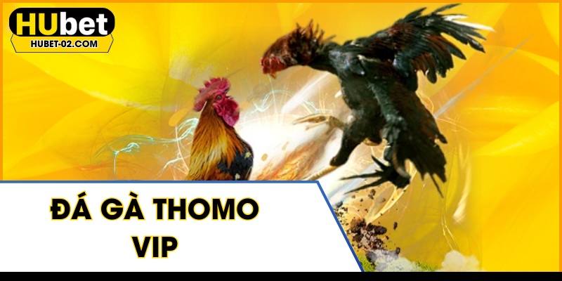da ga thomo vip hubet truc tiep sac net tran dinh cao
