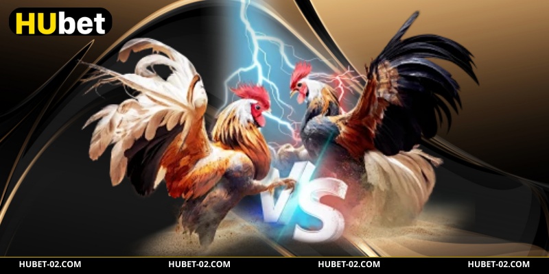 Tham gia kèo chọi gà thomo vip BDD hòa