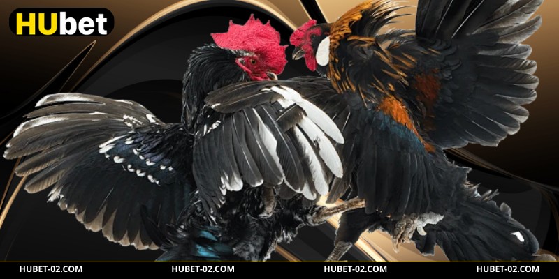 Tính điểm thắng thua minh bạch tại HUBET