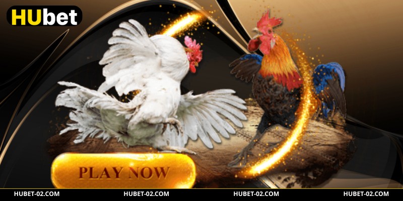 Xem gà peru đá với tỷ lệ kèo minh bạch