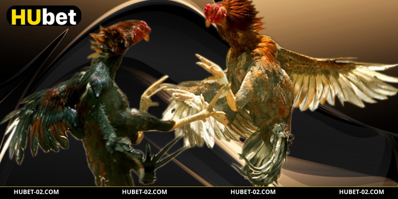 Xem kỹ năng tung ra đòn hiểm của chiến kê